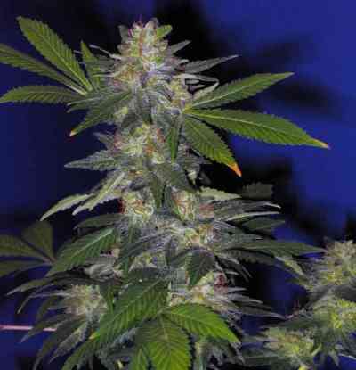 The Hog > T.H. Seeds | Graines Normal  |  Indica